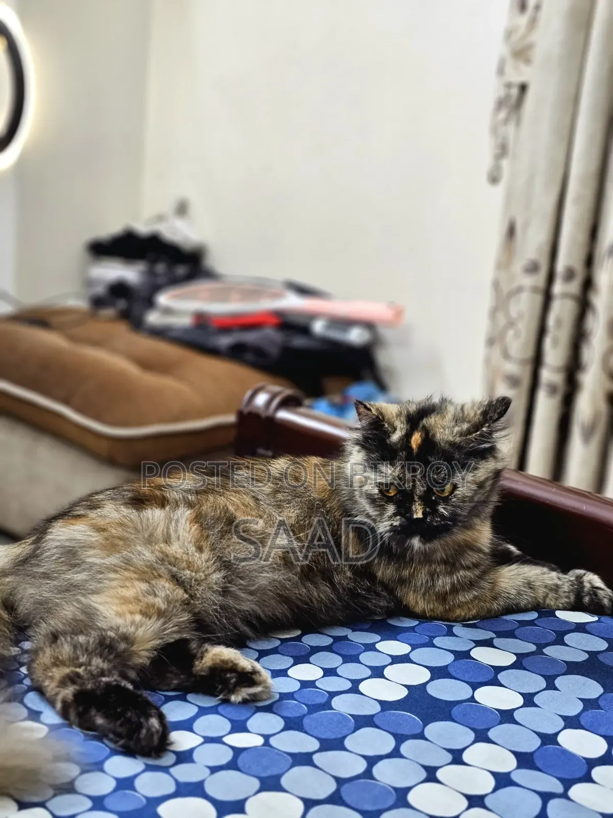1+ Year Female Purebred Persian
