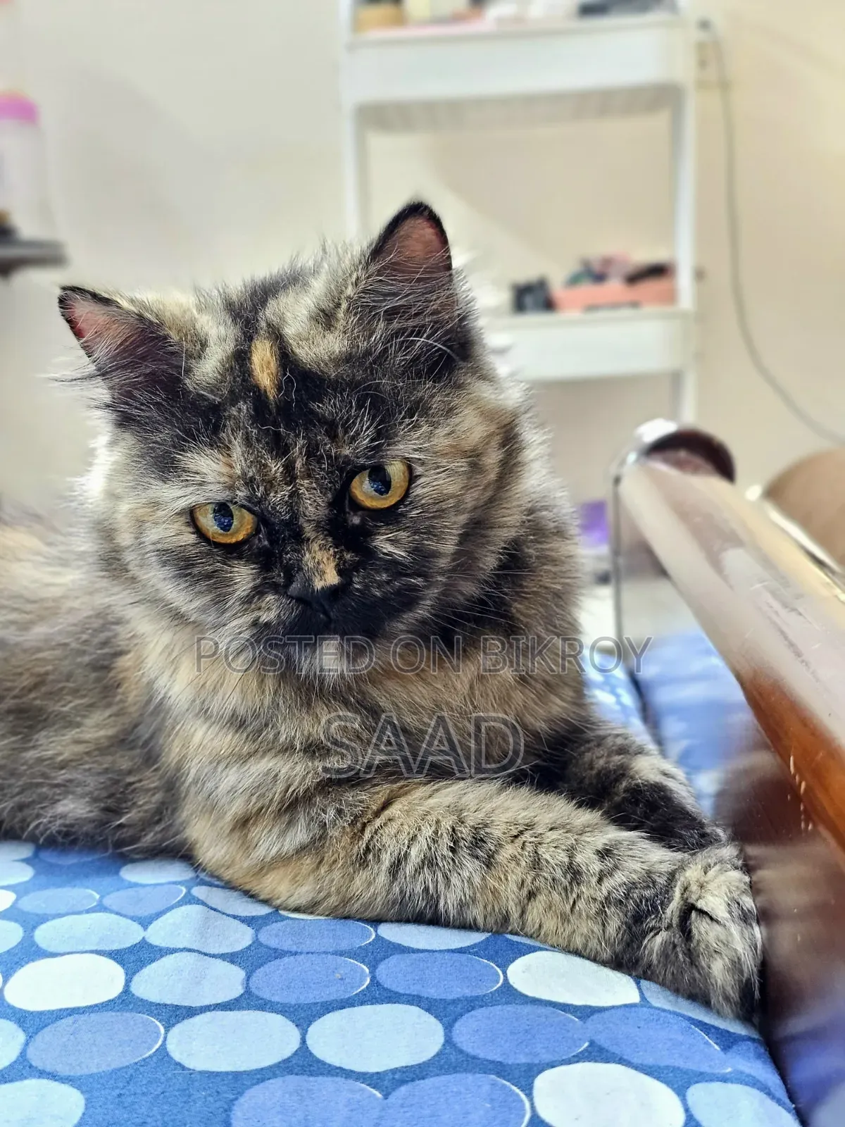 1+ Year Female Purebred Persian