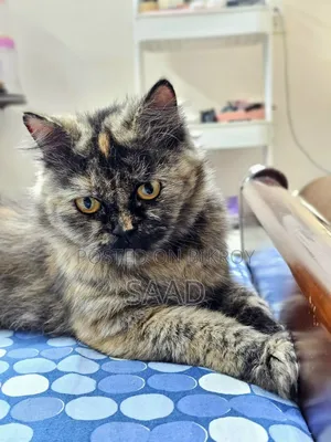 1+ Year Female Purebred Persian