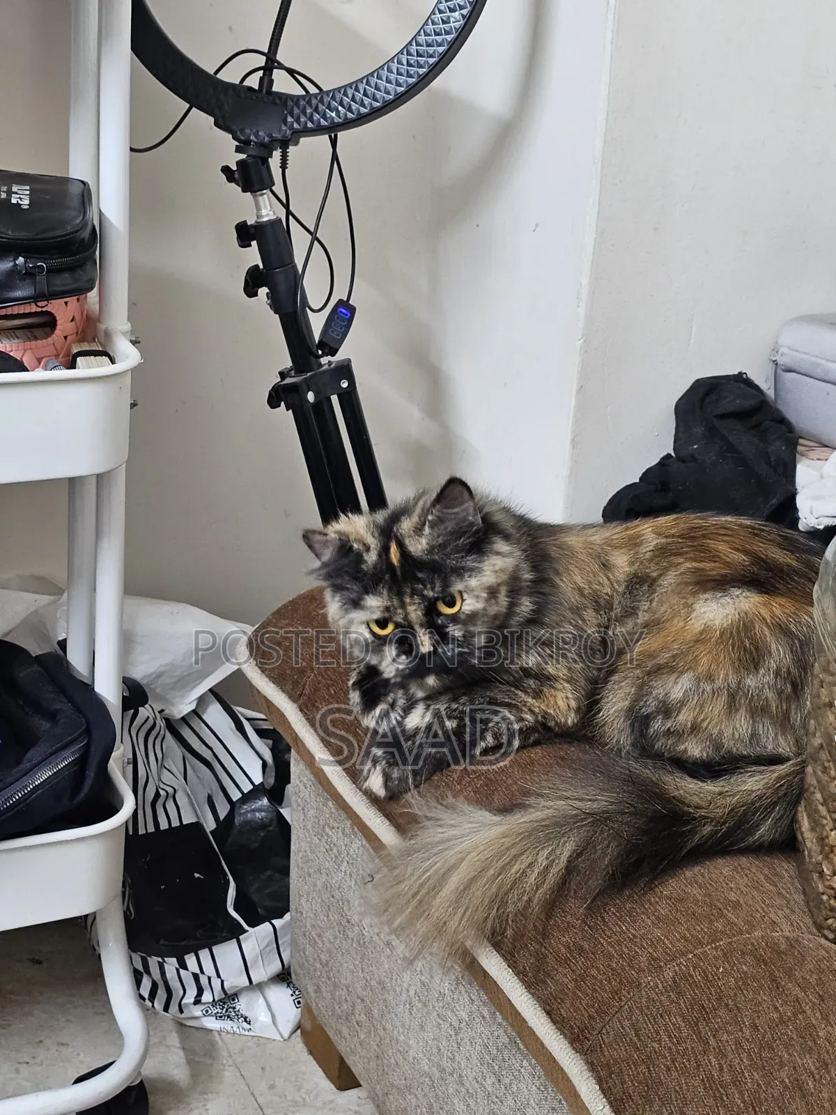 1+ Year Female Purebred Persian
