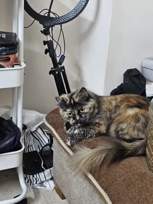 1+ Year Female Purebred Persian
