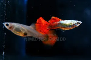Mixed Red Tail Platinum Guppy