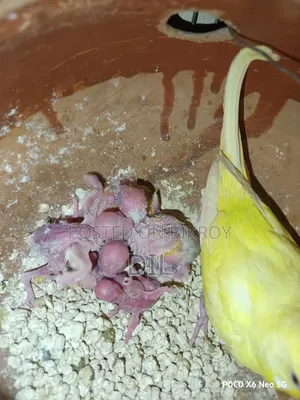 বাংলিশ বাজরিকা