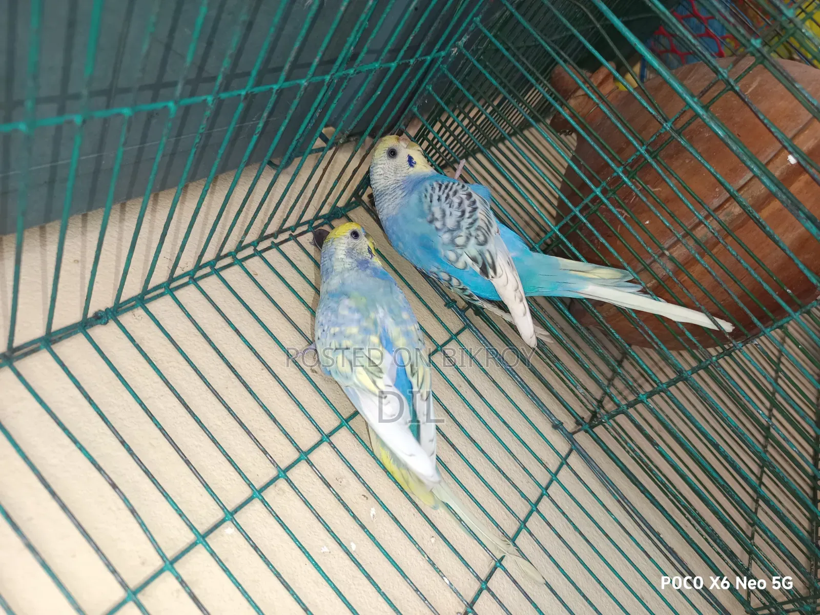 রেইনবো স্পেঞ্জেল রানিং পেয়ার