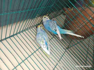 রেইনবো স্পেঞ্জেল রানিং পেয়ার