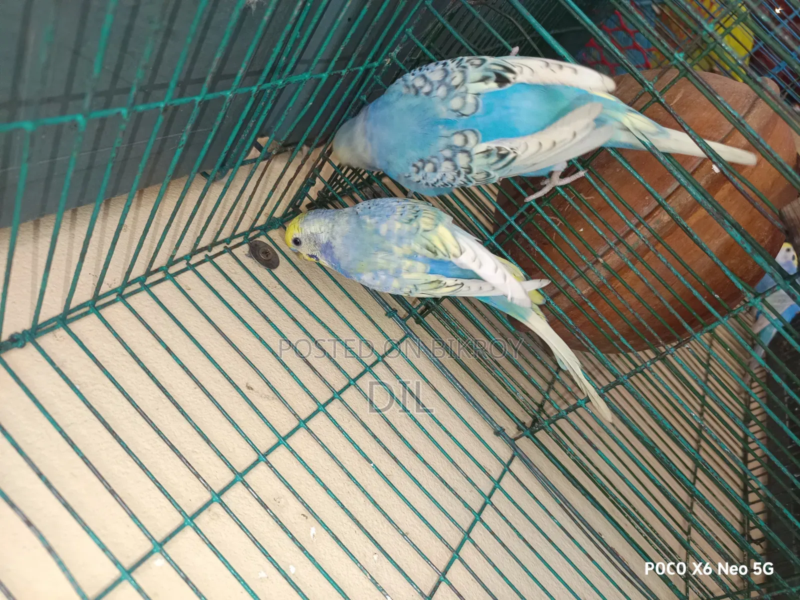 রেইনবো স্পেঞ্জেল রানিং পেয়ার