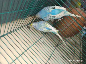 রেইনবো স্পেঞ্জেল রানিং পেয়ার