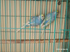রেইনবো স্পেঞ্জেল রানিং পেয়ার
