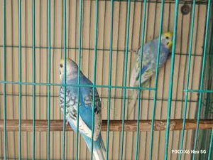 রেইনবো স্পেঞ্জেল রানিং পেয়ার
