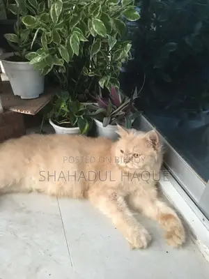 1+ Year Female Purebred Persian