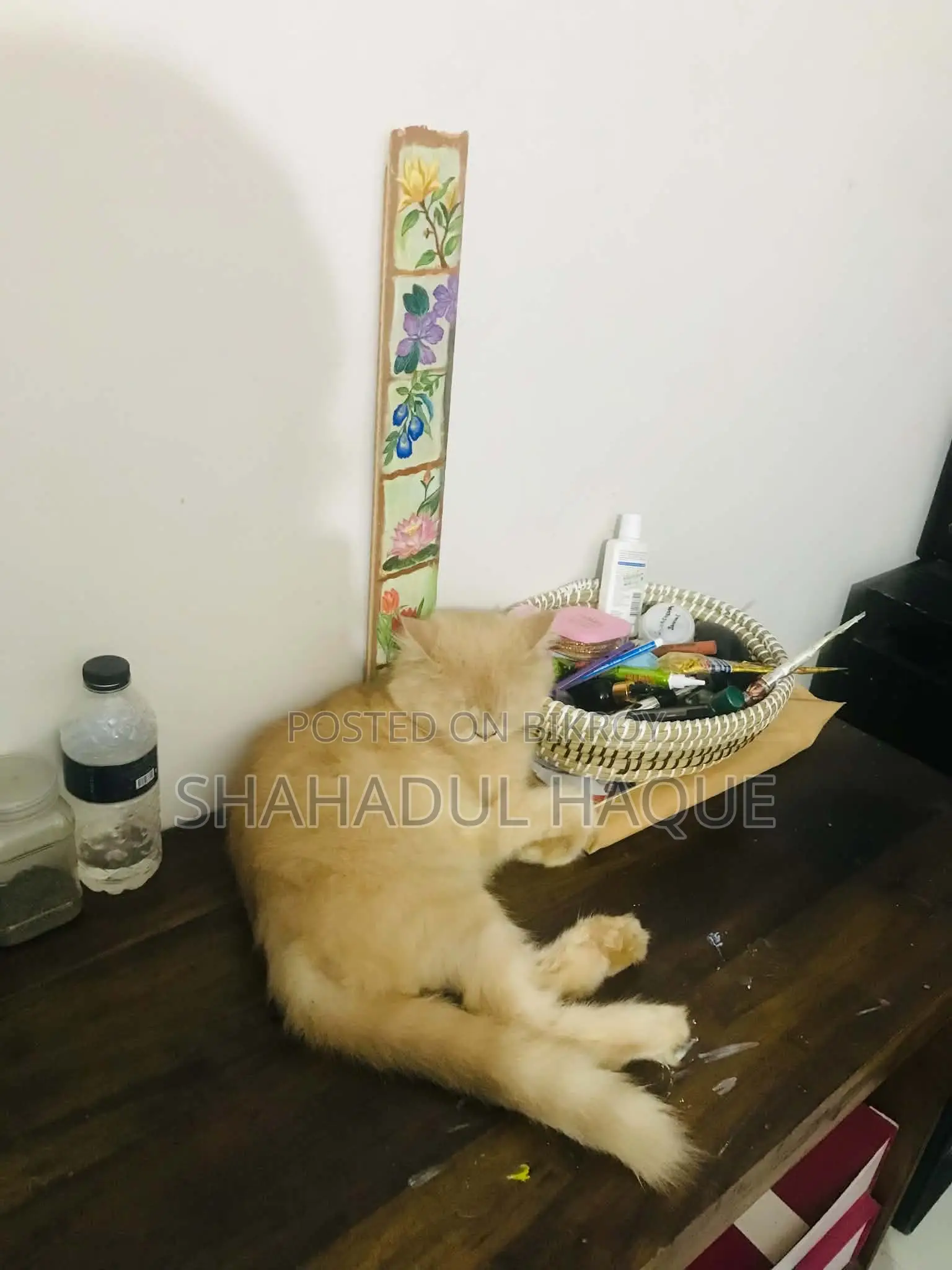 1+ Year Female Purebred Persian