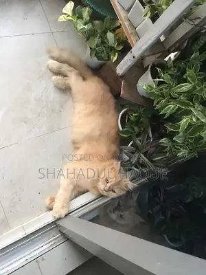 1+ Year Female Purebred Persian