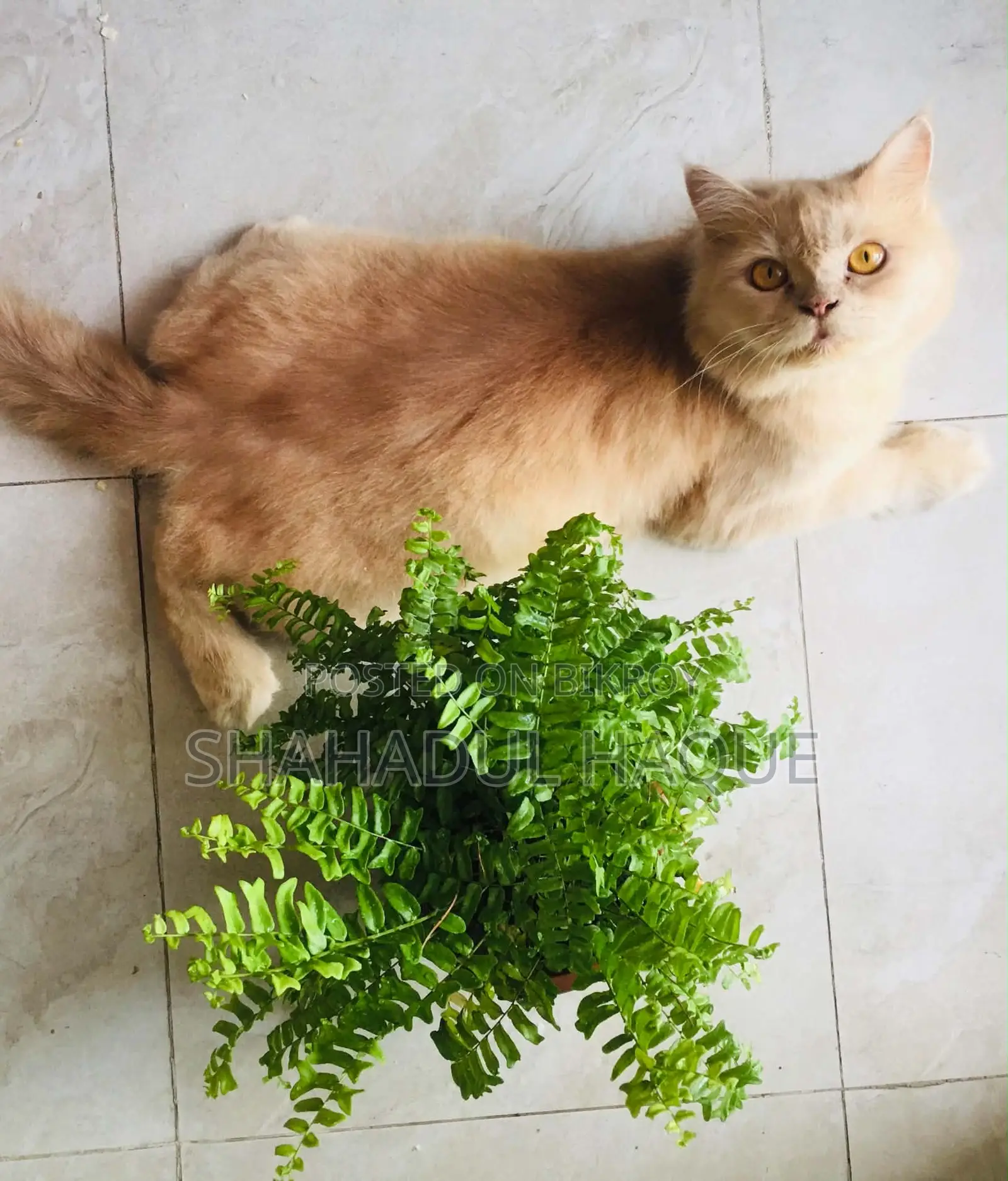 1+ Year Female Purebred Persian