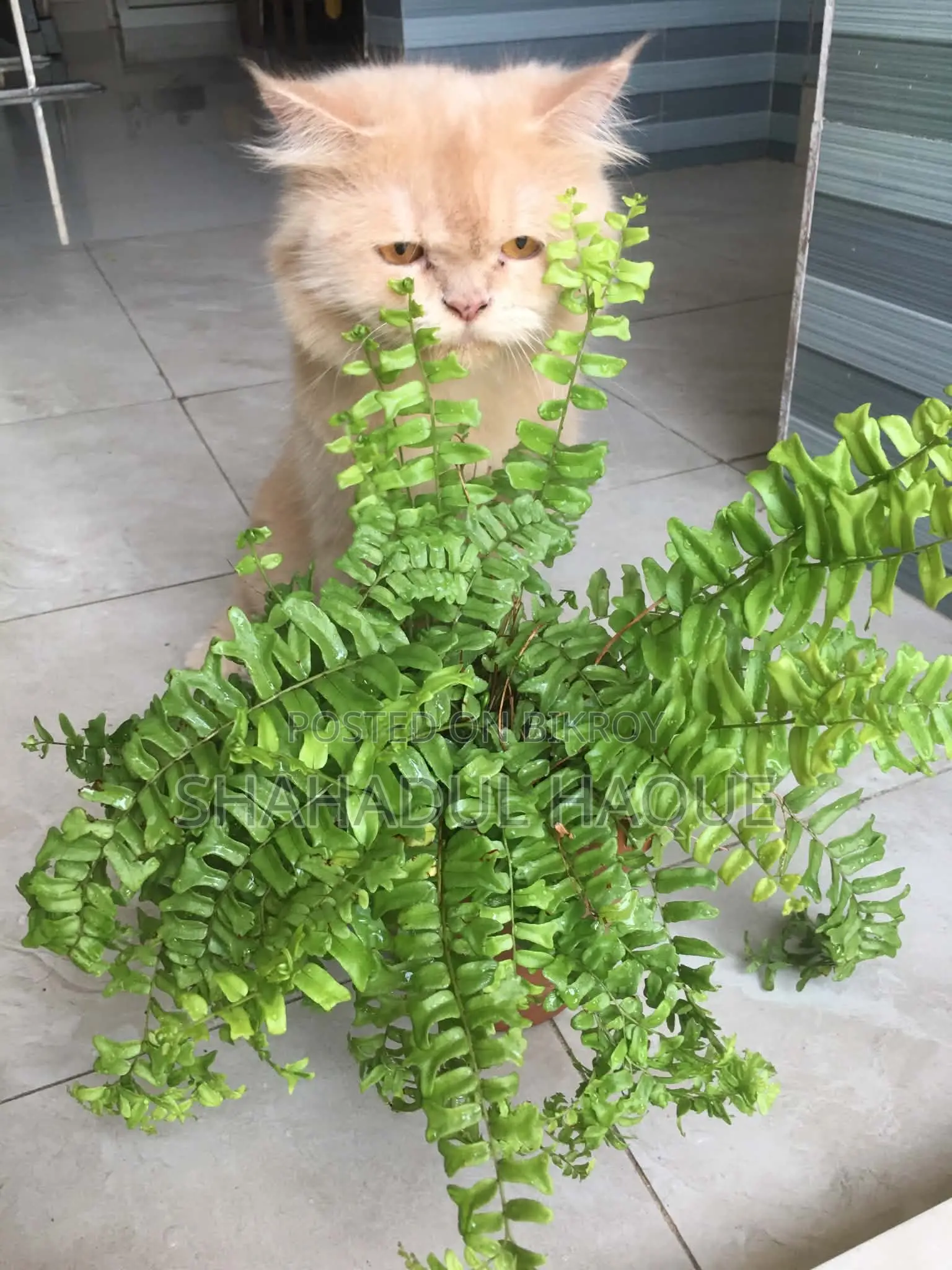 1+ Year Female Purebred Persian