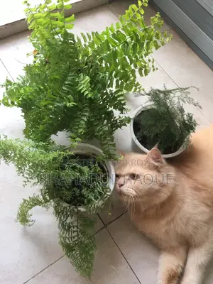 1+ Year Female Purebred Persian