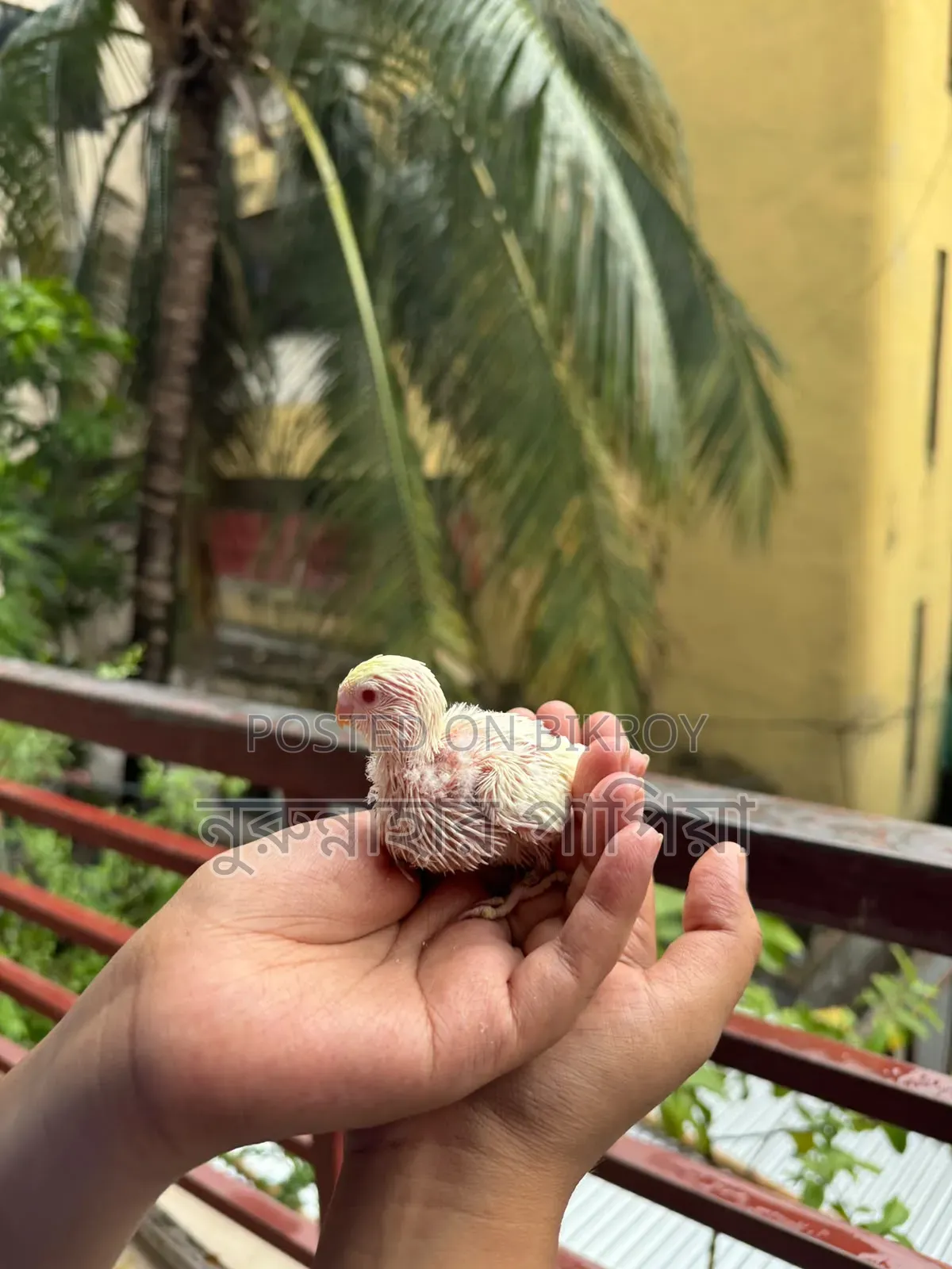 বাজরিগার টেম সাইজ বেবি