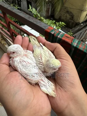 বাজরিগার টেম সাইজ বেবি