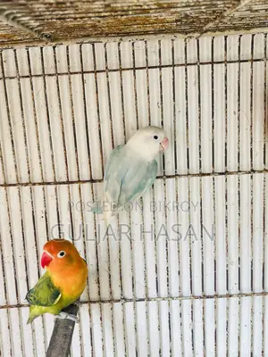 পুরুষ লাভ বার্ড