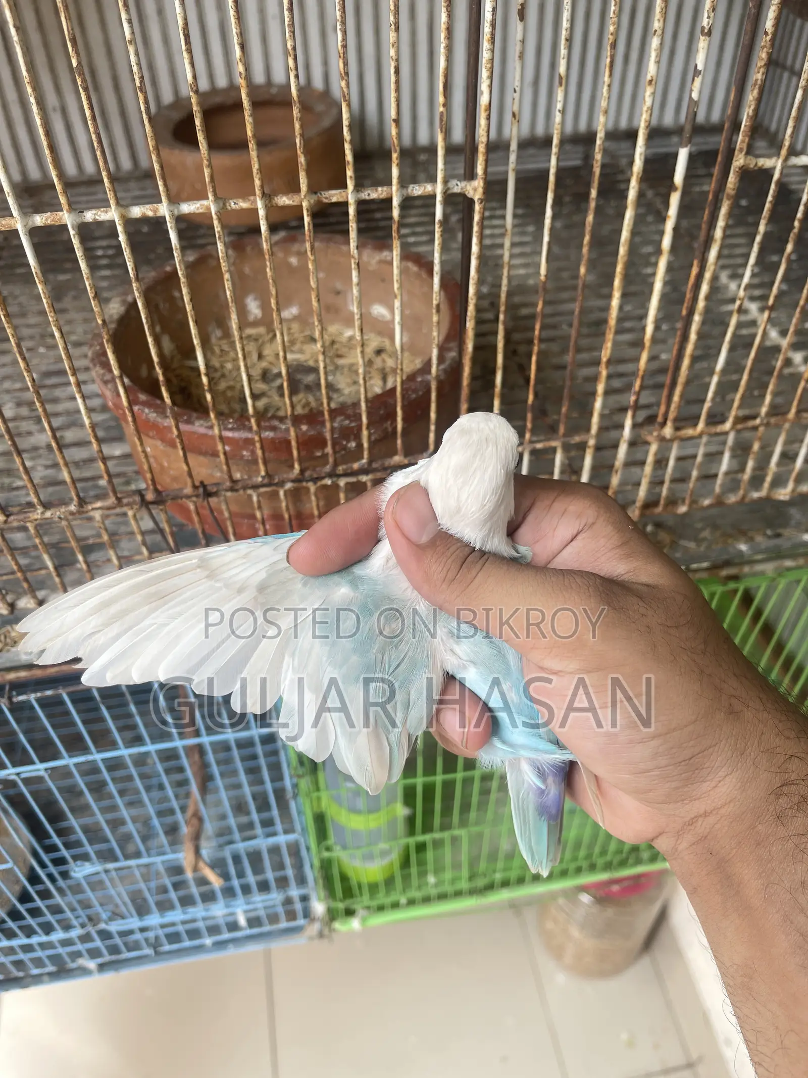 পুরুষ লাভ বার্ড