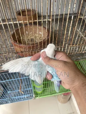 পুরুষ লাভ বার্ড