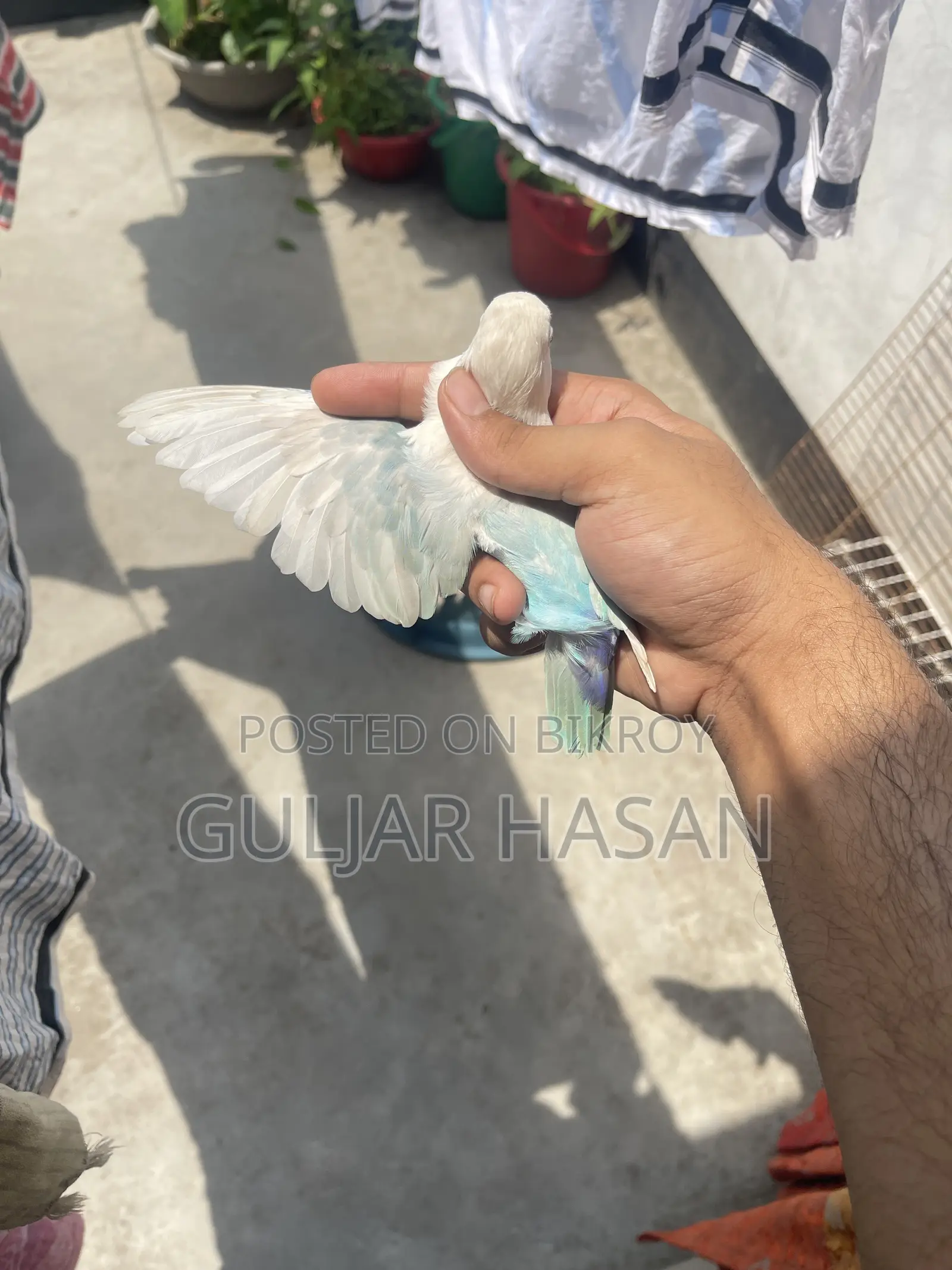 পুরুষ লাভ বার্ড