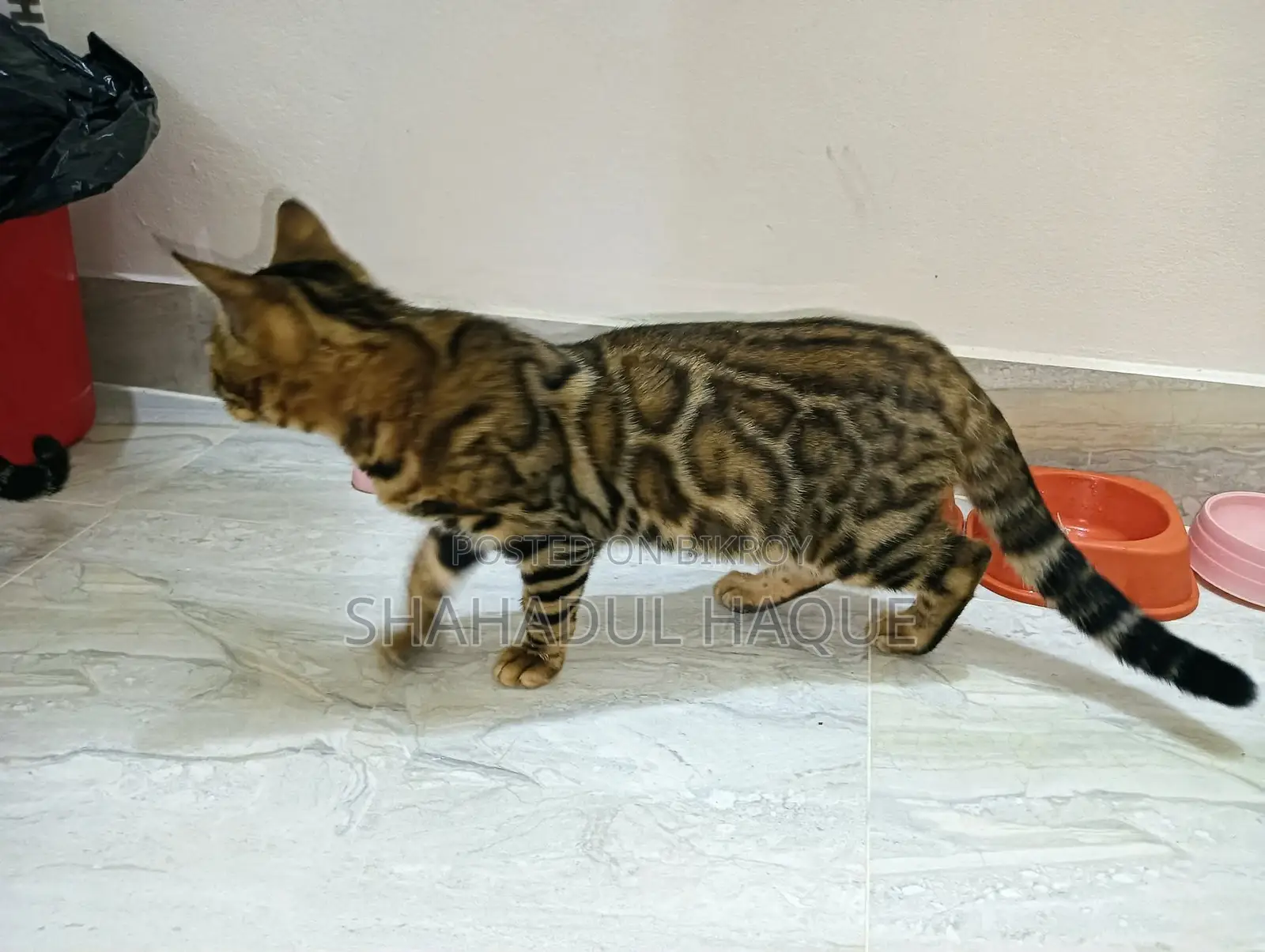 1+ Year Female Purebred Bengal