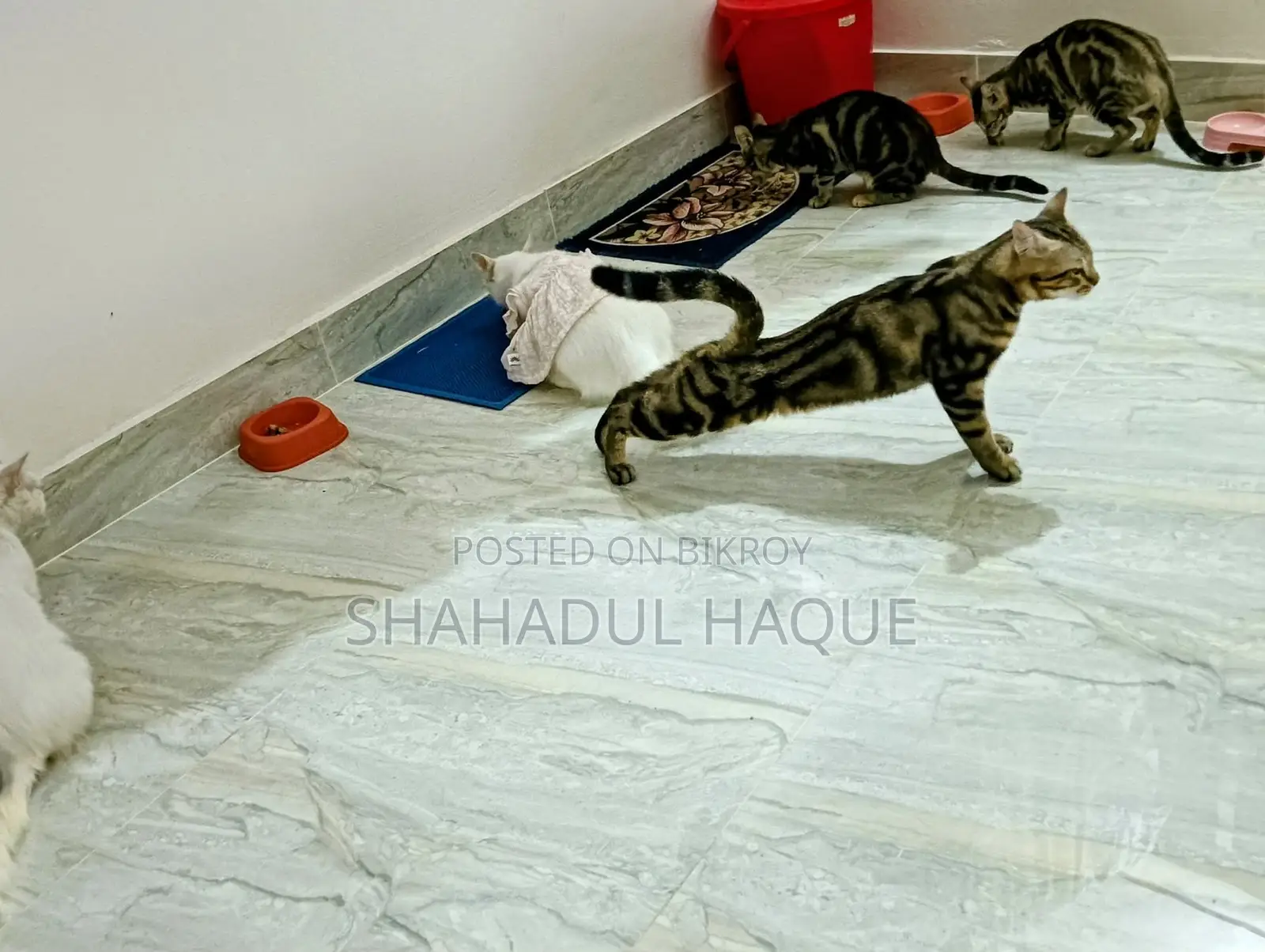 1+ Year Female Purebred Bengal
