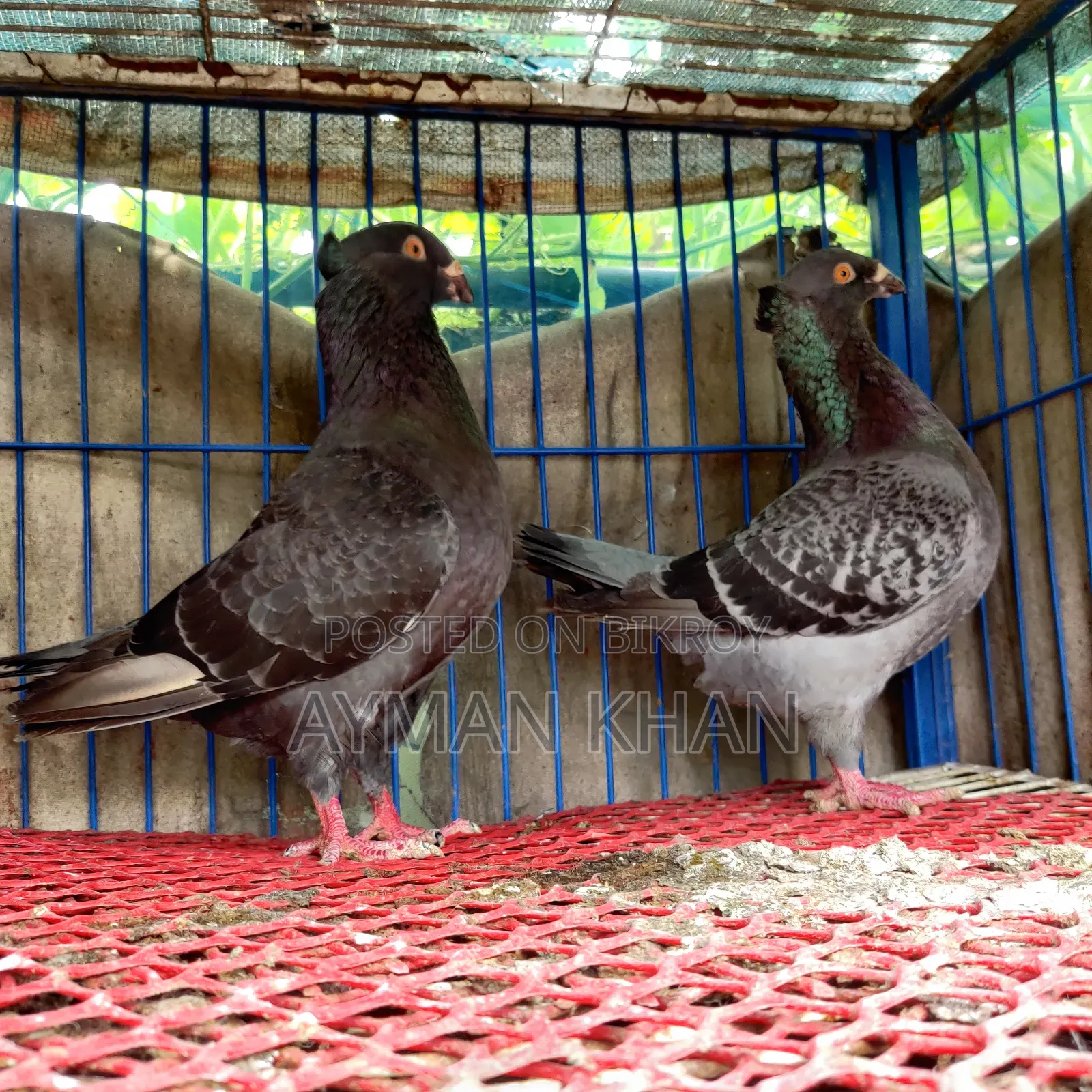 Chuithal Giant Homer Cross Running Pair