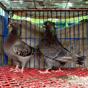 Chuithal Giant Homer Cross Running Pair