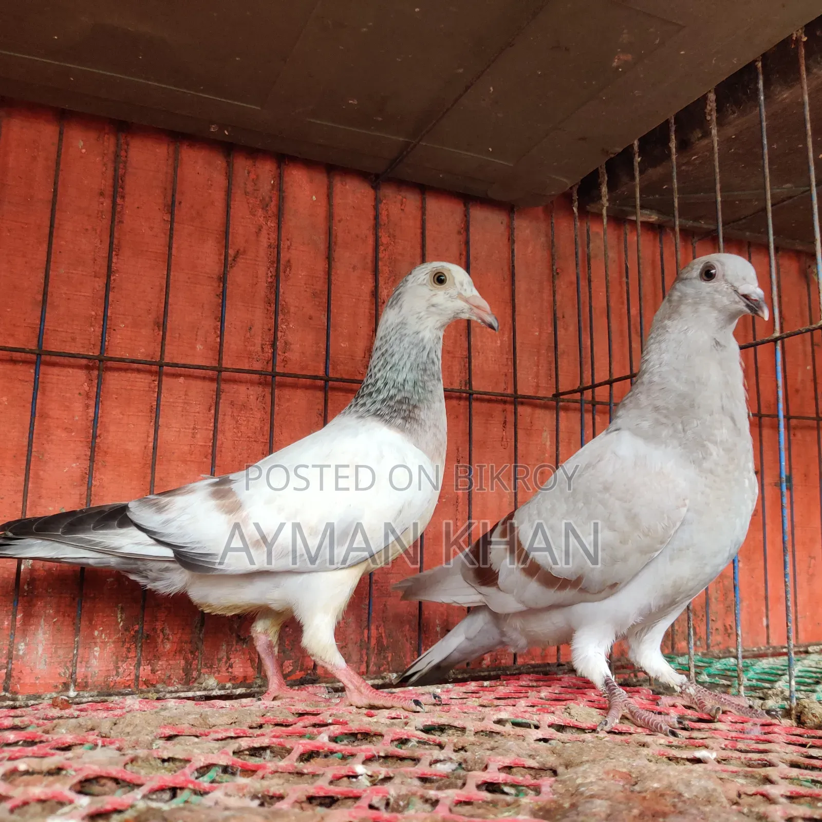 Light Milli + Light Afsan Baby Pair