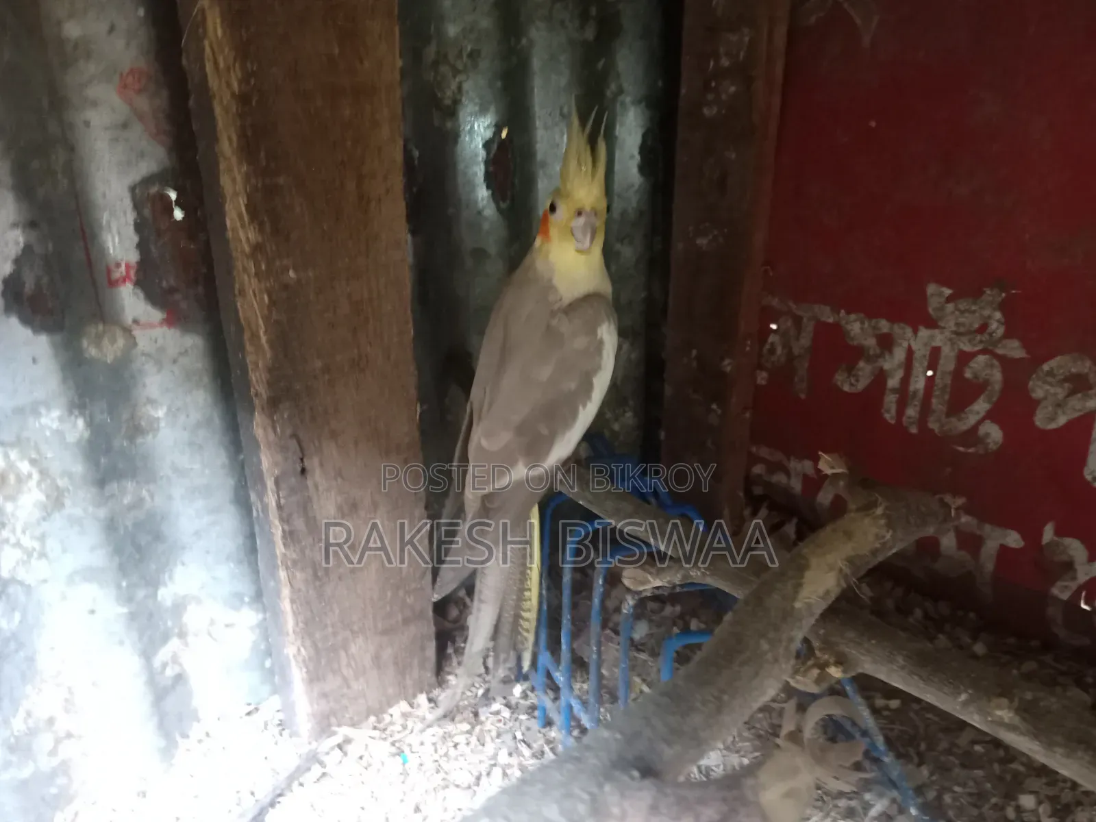 ককাটেল পাখি