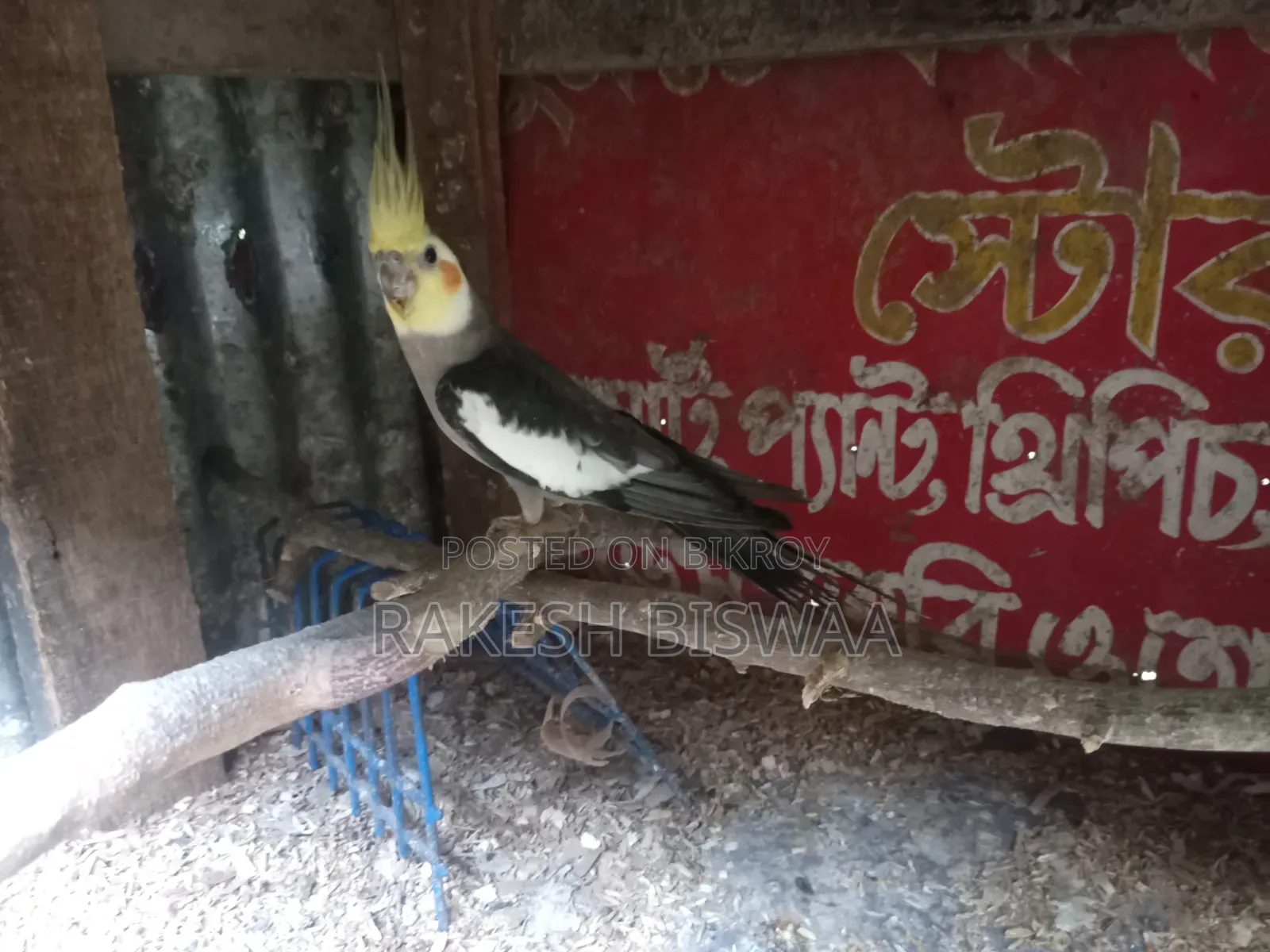 ককাটেল পাখি