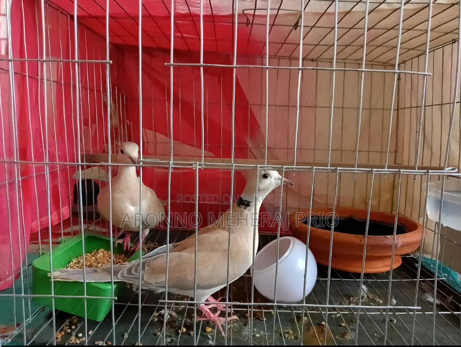 এক জোড়া ভালো ঘুঘু পাখি।
