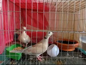 এক জোড়া ভালো ঘুঘু পাখি।