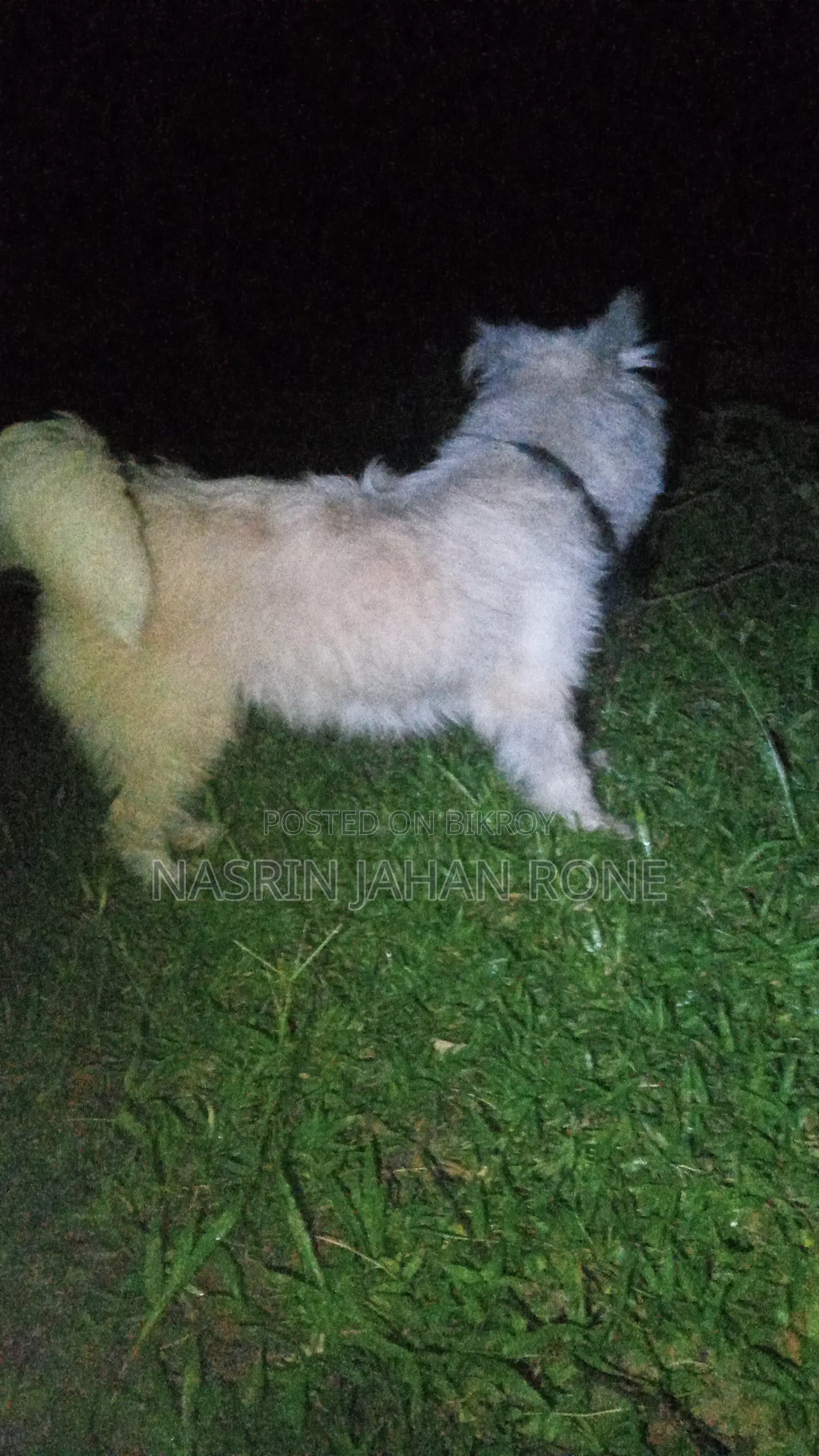 1+ year Female Purebred Japanese Spitz