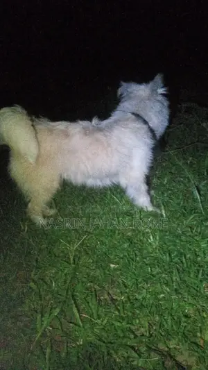 1+ year Female Purebred Japanese Spitz