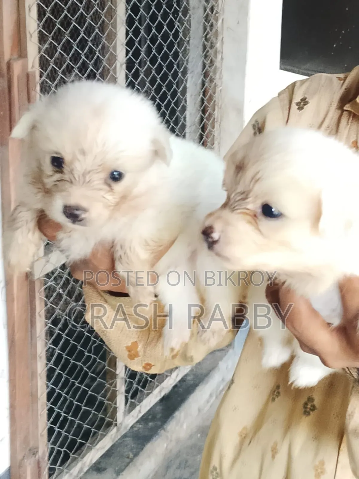 1-3 months Male Purebred Japanese Spitz
