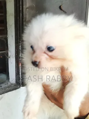 1-3 months Male Purebred Japanese Spitz