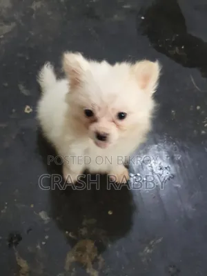 1-3 months Male Purebred Japanese Spitz