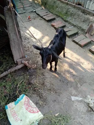 ২ মাসের গাব একটি ও একটি ব্লাকবেঙ্গল ১ মাসের গাব