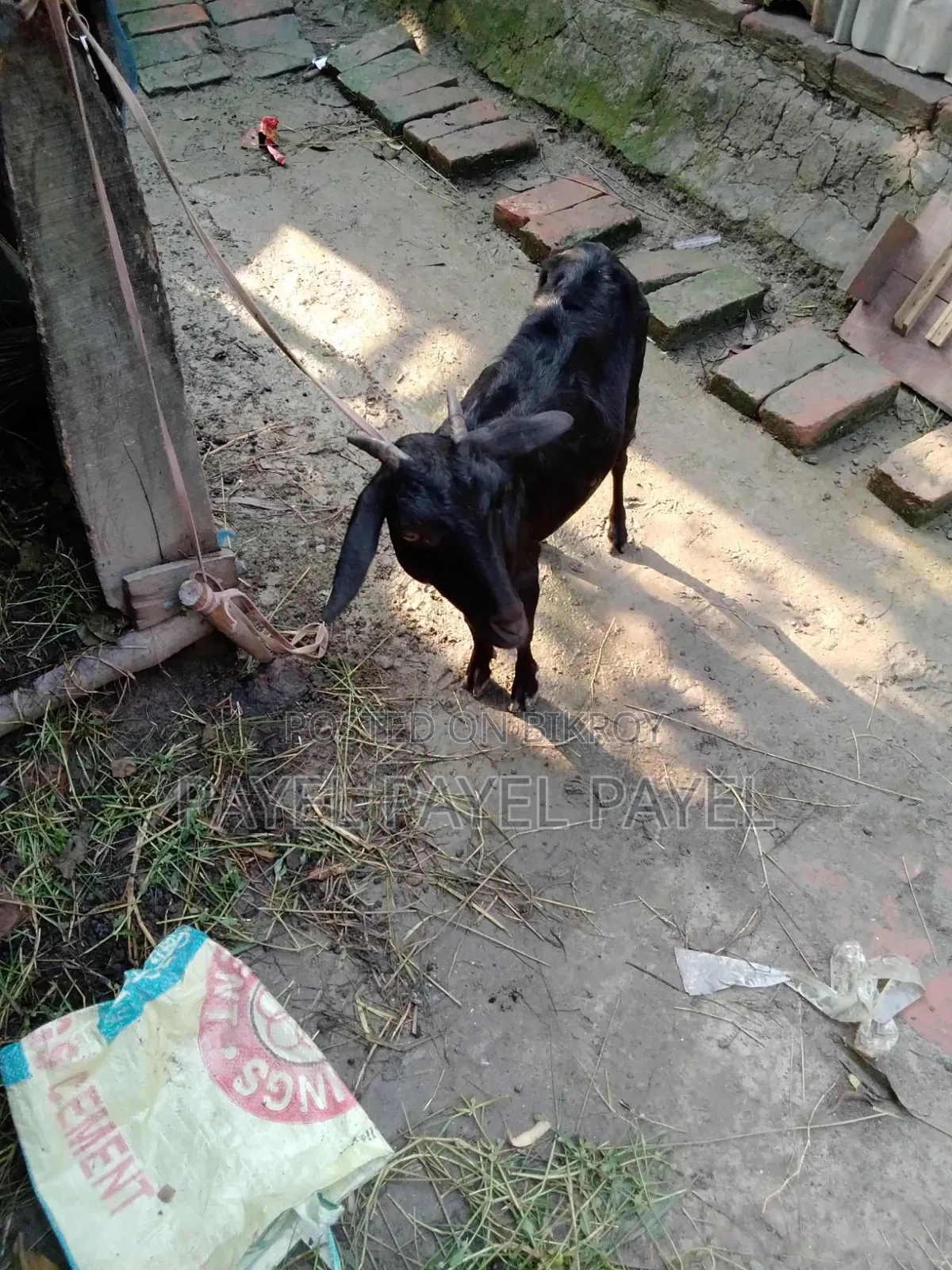 ২ মাসের গাব একটি ও একটি ব্লাকবেঙ্গল ১ মাসের গাব