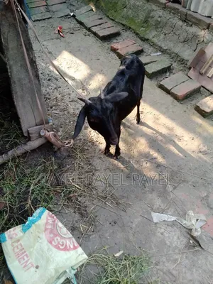 ২ মাসের গাব একটি ও একটি ব্লাকবেঙ্গল ১ মাসের গাব