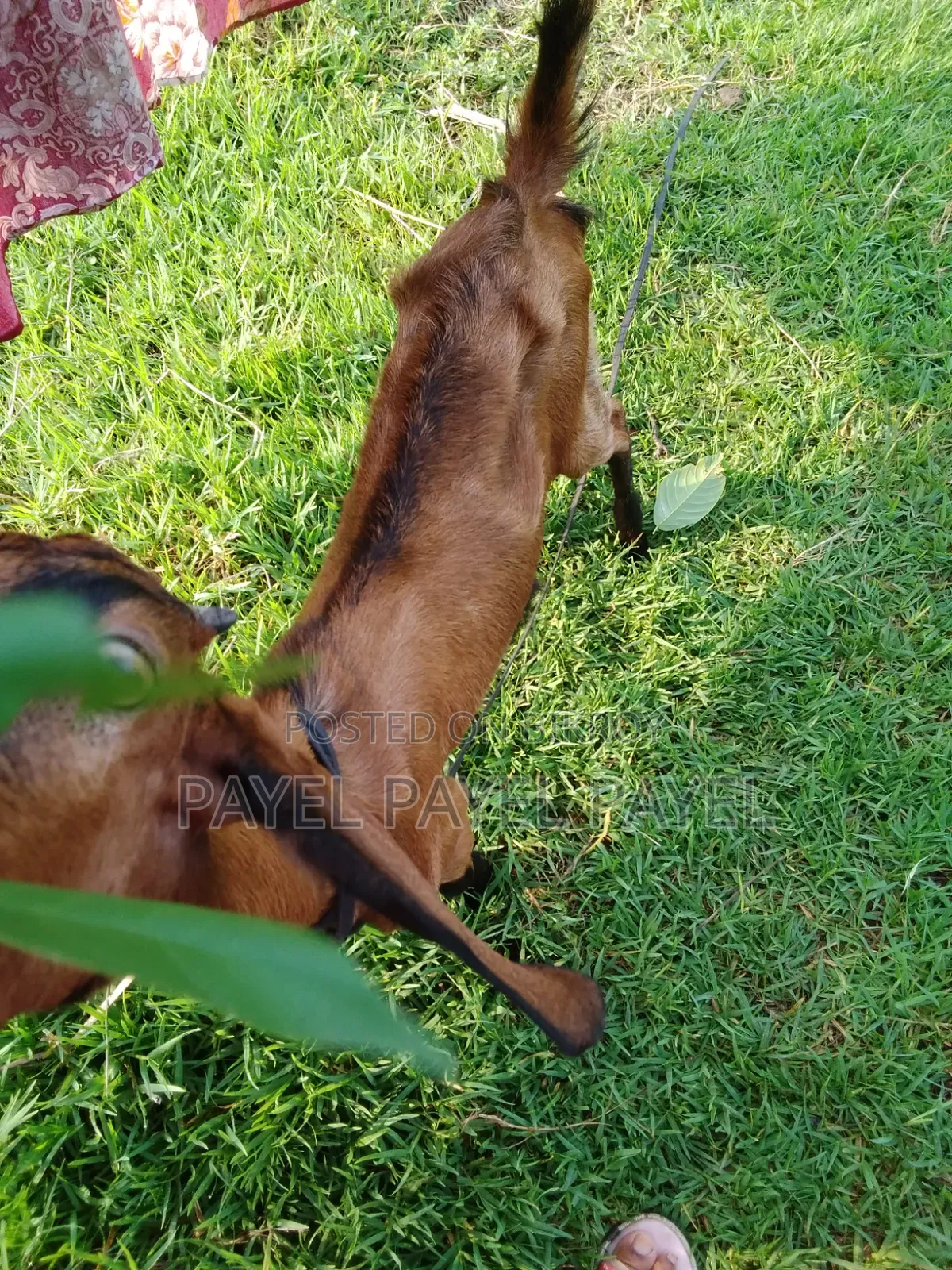 ২ মাসের গাব একটি ও একটি ব্লাকবেঙ্গল ১ মাসের গাব