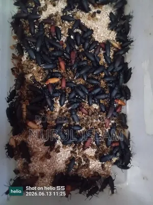 Beetle Superworm, Beetle Superwoman, Beetle insect