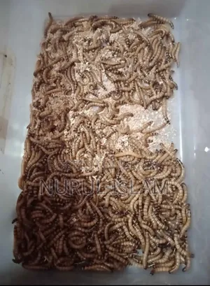 Beetle Superworm, Beetle Superwoman, Beetle insect
