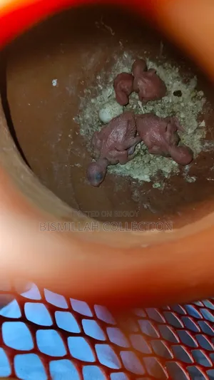 Bajigor Baby