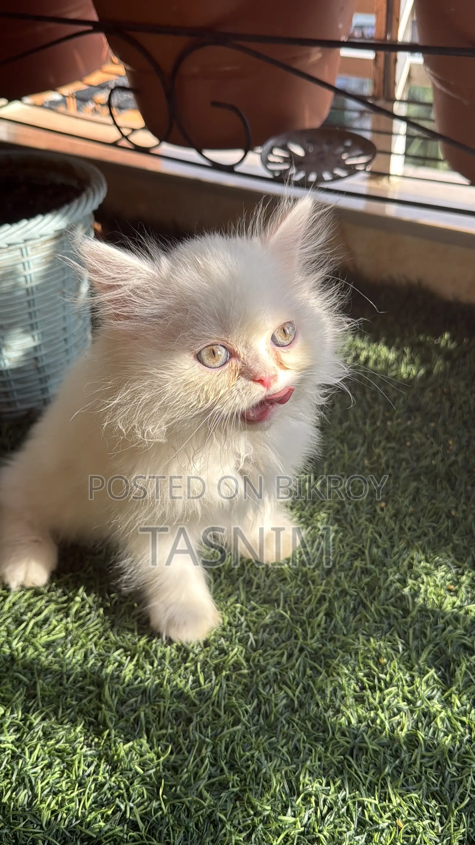 1-3 Months Female Purebred Persian Cat