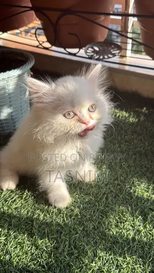 1-3 Months Female Purebred Persian Cat