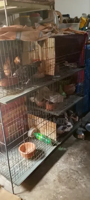 5 Cage for Papaya