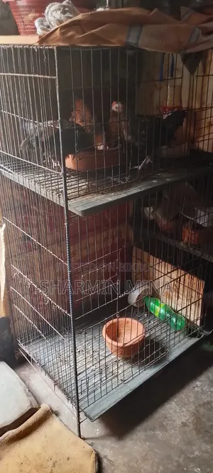 5 Cage for Papaya